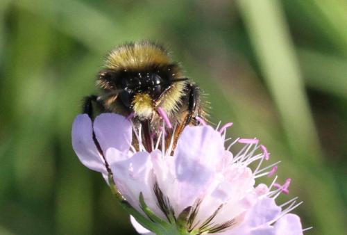 Réf. 297 181 : Bombus lapidarius